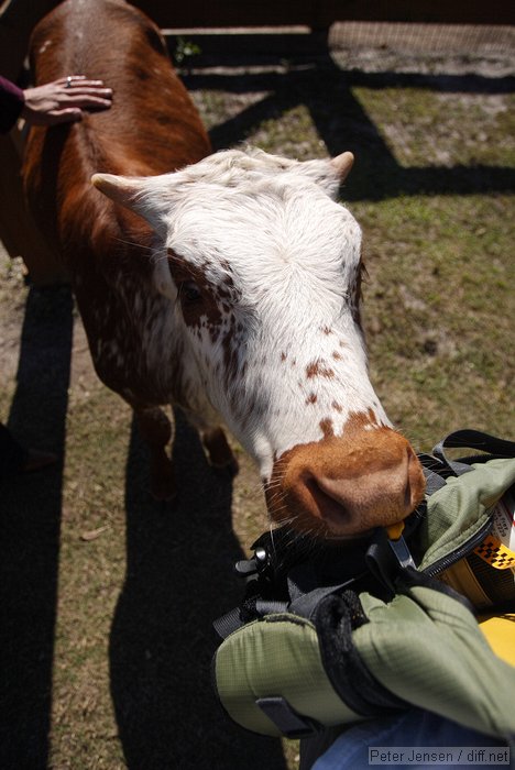 Charles' bovine friend (taken by Charles)