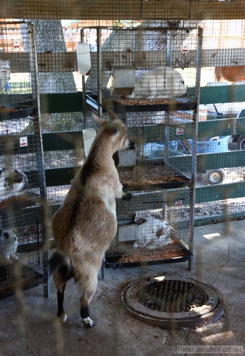 the goat that was stealing all of the rabbit food
