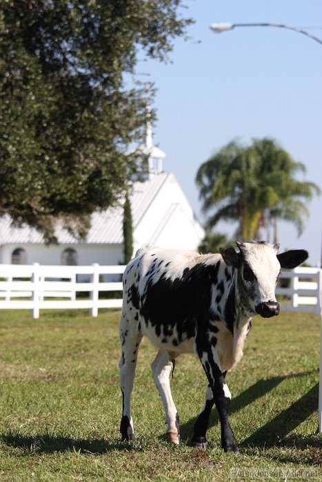 church cow