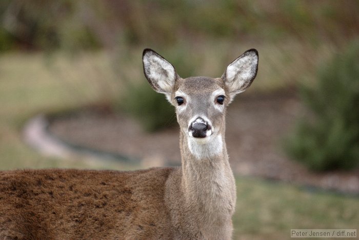 ORLY deer