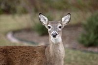 ORLY deer