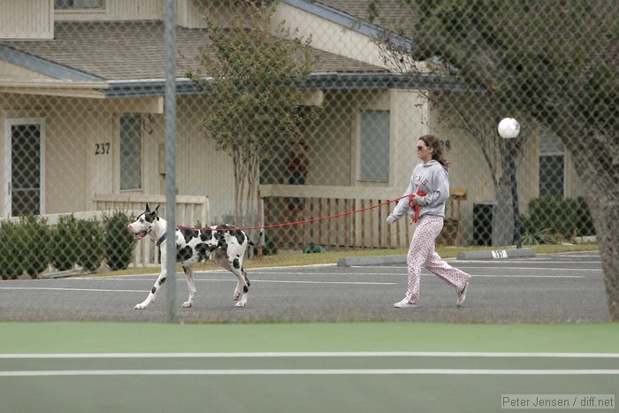 random attractive woman with huge dog