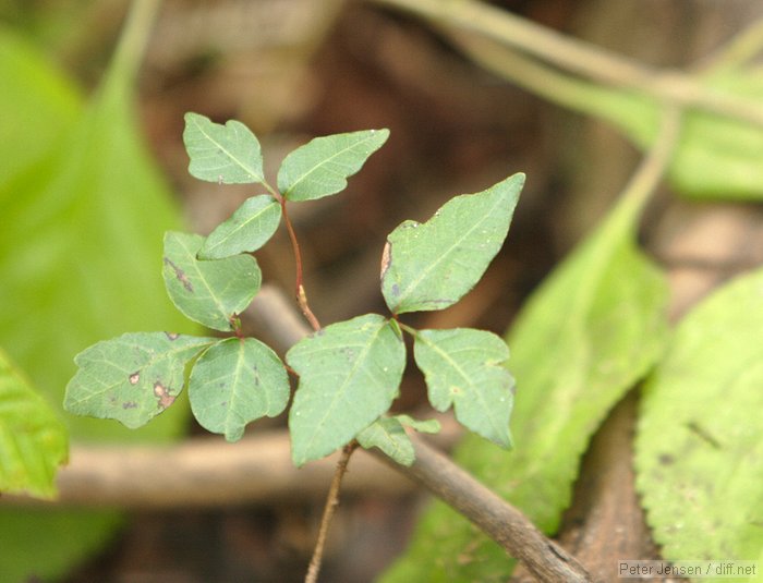 poison ivy