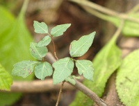 poison ivy