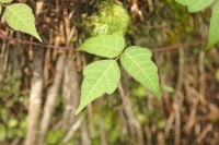 poison ivy