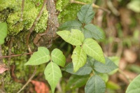 poison ivy