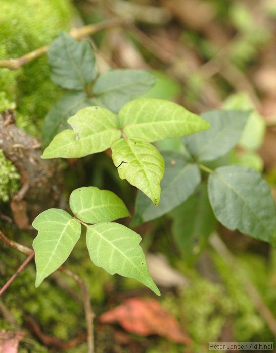 poison ivy