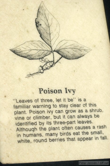 Poisy IVy