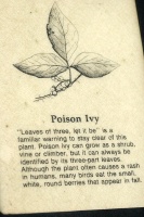 Poisy IVy