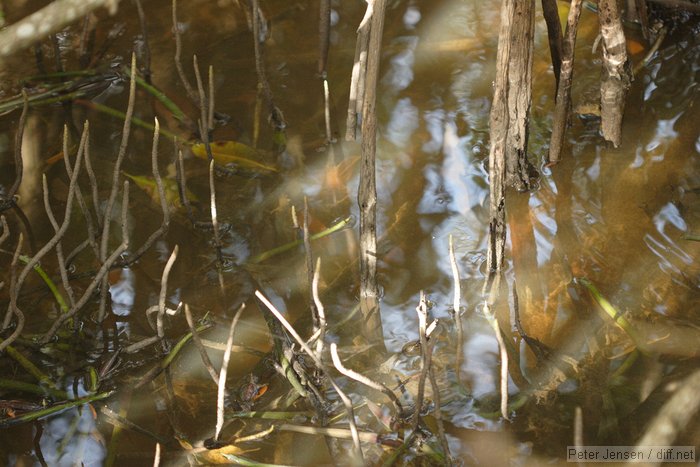 mangrove feelers