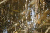 mangrove feelers