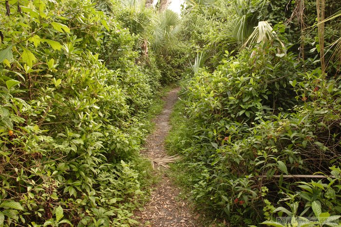 the Oslo Riverfront trails are typically more overgrown than this - wear long pants