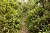 the Oslo Riverfront trails are typically more overgrown than this - wear long pants