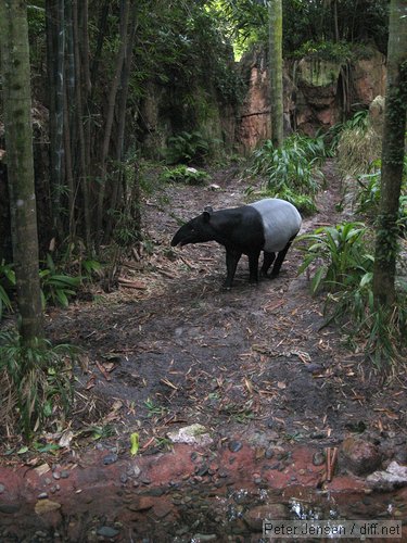 Tapir