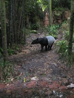 Tapir