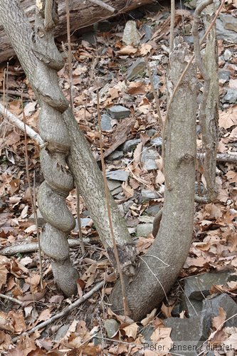 crazy tree