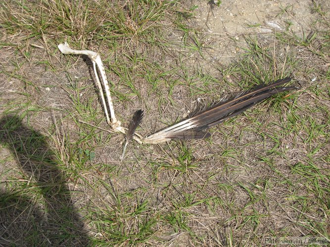 dead bird