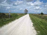 the lone shade tree