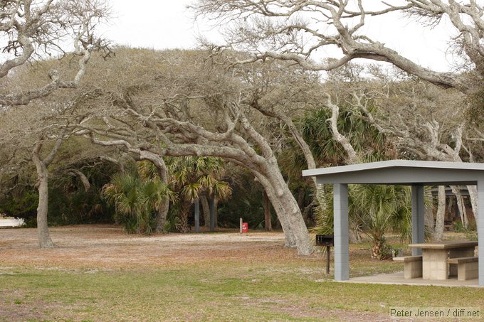 wizened old oaks