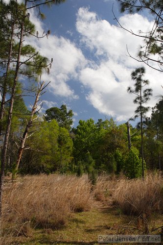 Bull Creek