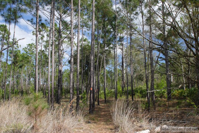 because this trail really needs 3 blazes within 100'