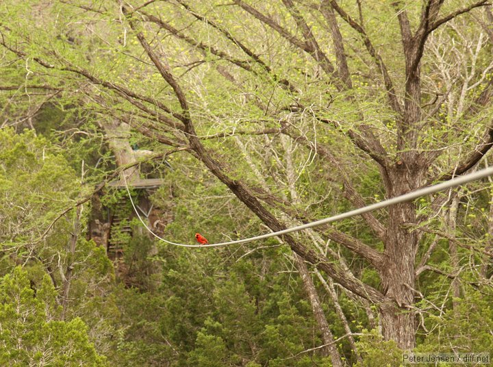 cardinal