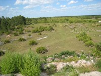 from the mound of dirt
