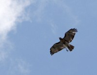 a hawk that had one gear stuck down, possibly injured?  Still thermaled well.