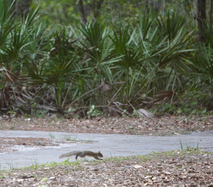 squirrel mid-bound