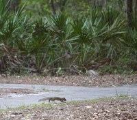 squirrel mid-bound