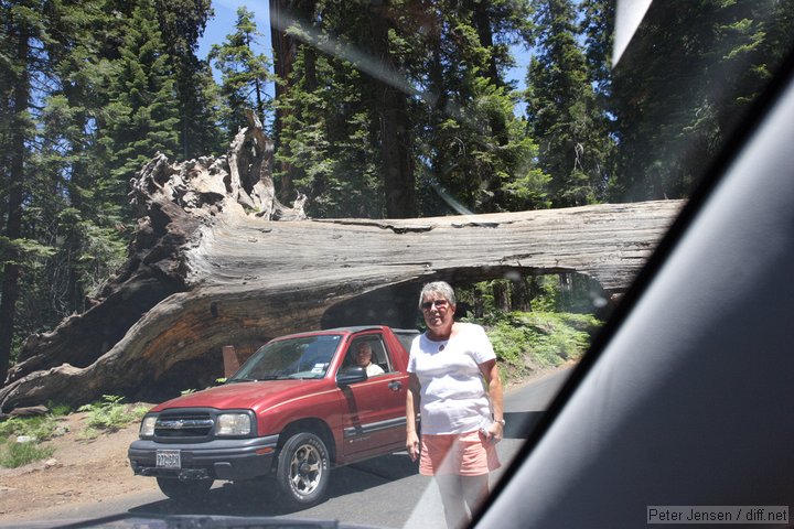 obnoxious woman who was sadly confused about the permitted direction of travel through the poor tree.