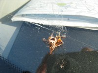 well departed bee