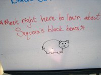 cute bear