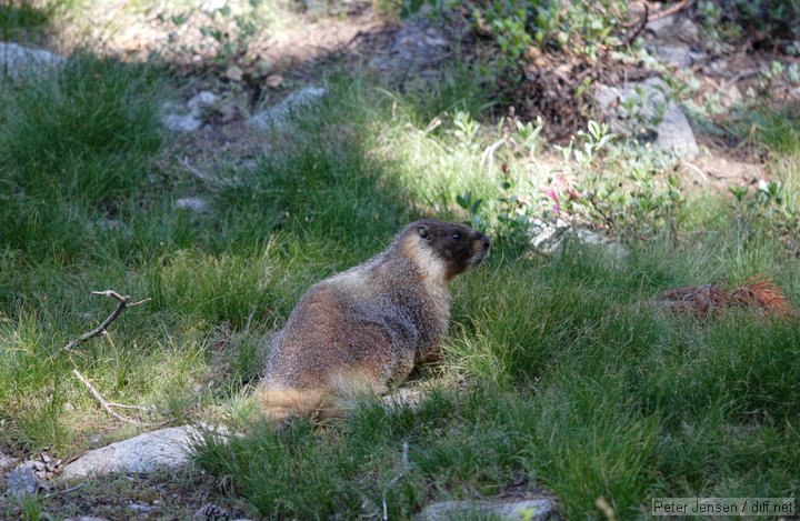 marmot