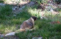 marmot