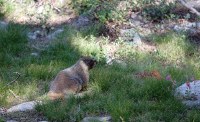 marmot