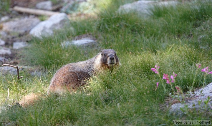marmot