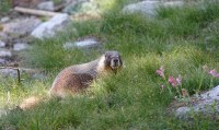 marmot