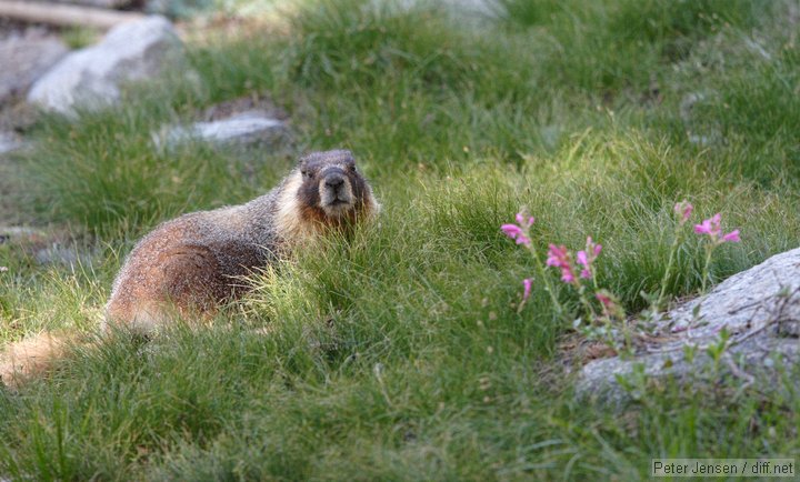 marmot