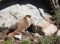 marmot