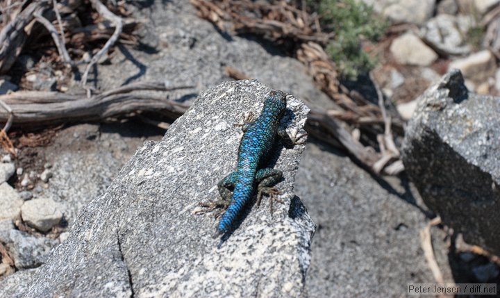 crazy blue lizard