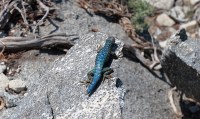 crazy blue lizard