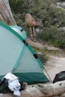 deer in our campsite