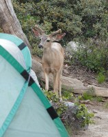 deer in our campsite