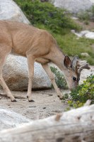 deer in our campsite