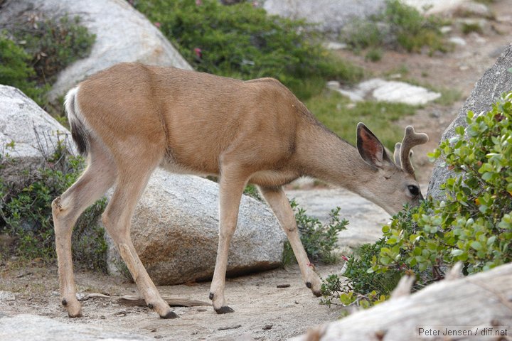 deer in our campsite