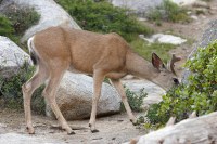 deer in our campsite