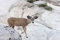 deer in our campsite