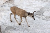 deer in our campsite