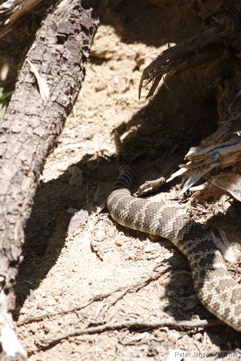 big old rattlesnake was saw on the trail